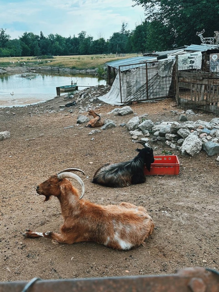 Goats on the Danube bank at János’s farm
