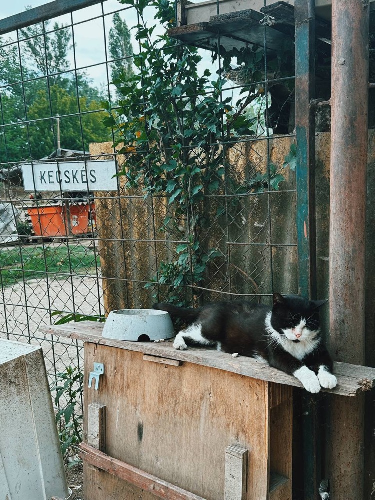 Cat at the goat enclosure — farm on Népsziget
